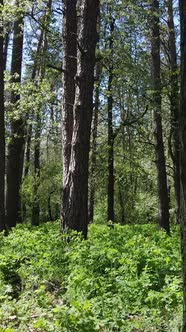 Vertical Video of Green Forest During the Day