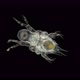 water flea Polyphemus pediculus under a microscope, predatory, detachment Cladocera - VideoHive Item for Sale