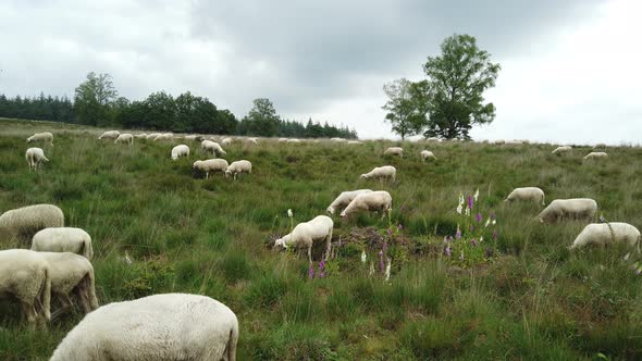 Sheep grazing at national park the Veluwe in the Netherlands