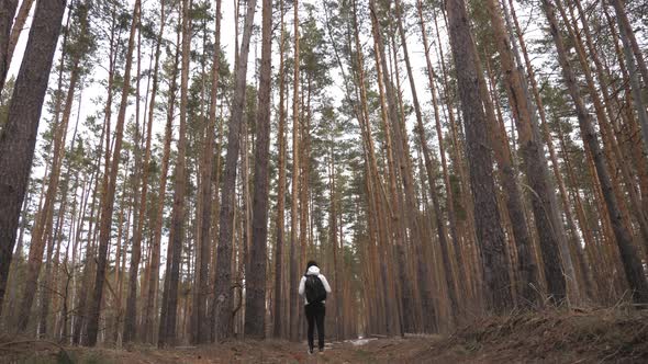 Hiker Girl with Backpack Walking in a Pine Forest