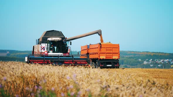 Grain Is Pouring From the Harvester Into the Truck