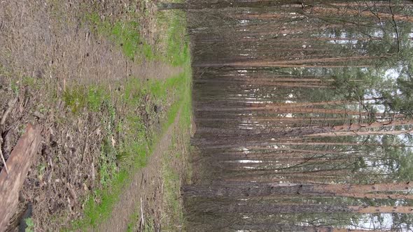 Vertical Video of a Road in the Forest Slow Motion