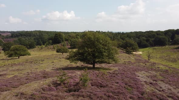 Purple blooming heathland at national park the Posbank in the Netherlands