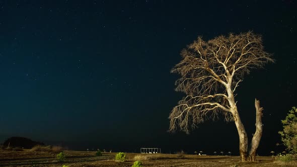 Dry Tree at Night Against the Background of the Night Sky