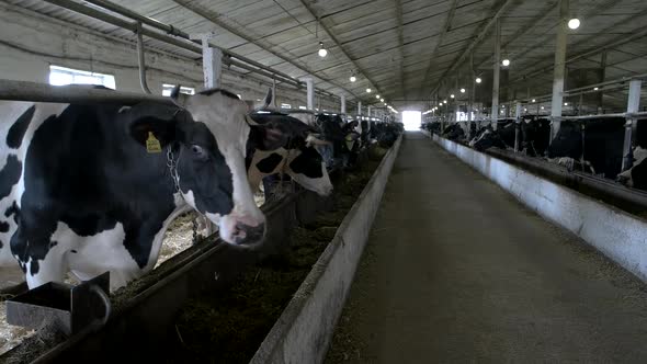 Herd of Cows in Stall