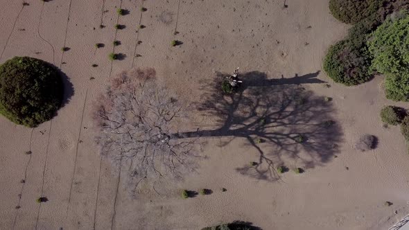 Dry Tree on the Sand