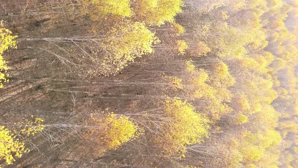 Vertical Video of Forest Landscape in Autumn Slow Motion