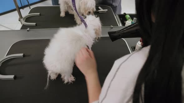 Veterinarian Blow-dry a Dog Bichon Bolognese Hair in a Veterinary Clinic.