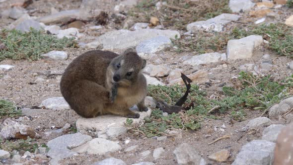 Rock hyrax with itchy fur