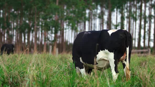 A dairy cow grazes in a field