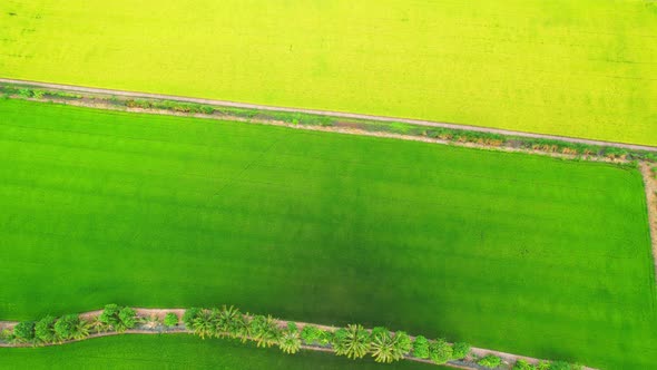 4K Aerial view of agriculture in rice fields for cultivation