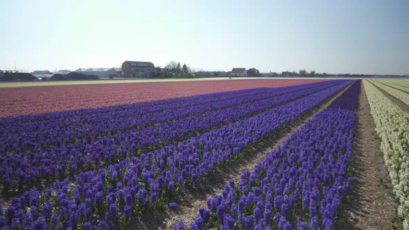 Dutch Hyacinth (Hyacinthus Orientalis) Flowerfield On A Bright Sunny Day. Panning Right