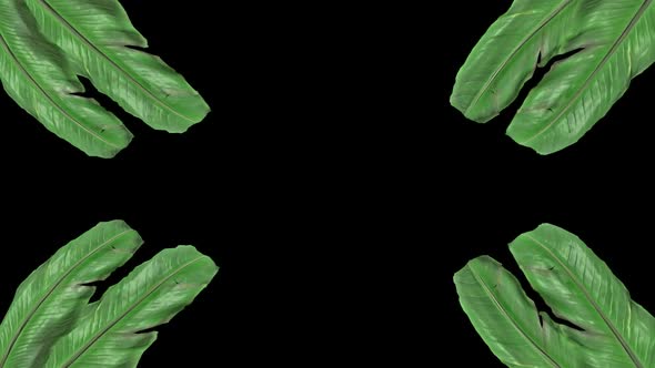 Banana Leaf Frame alt