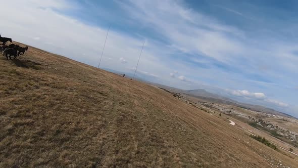 Aerial FPV Drone Flying with a Large Herd of Wild Horses Galloping Fast Across Steppe