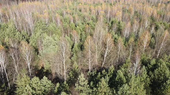 Beautiful Forest with Trees in an Autumn Day