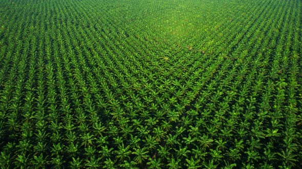 4K : Aerial view over a palm trees. palm plantation