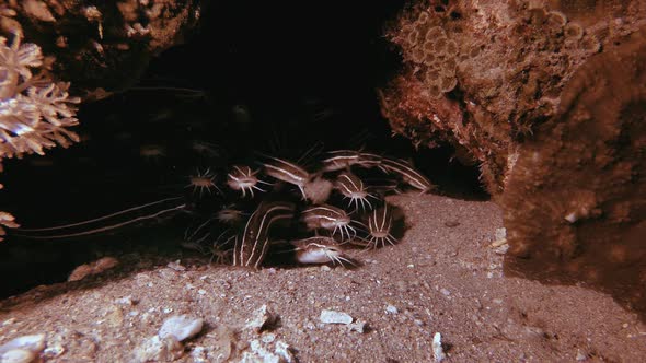 Underwater Catfish Schooling