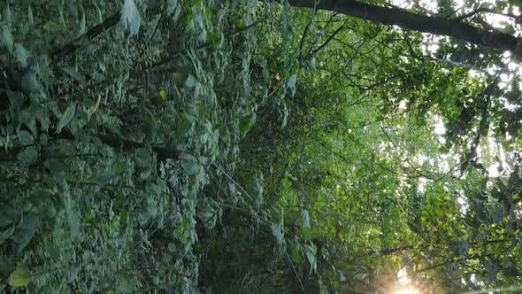 Vertical Video of a Forest with Trees