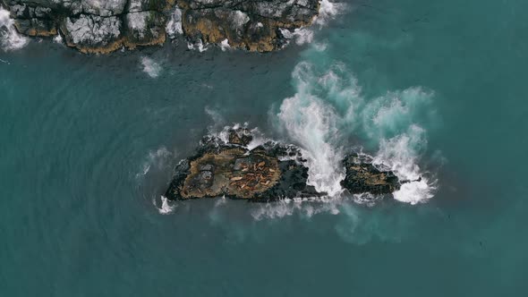 Top View of Cute and Heavy Sea Lions Lying, Crawling or Resting on Rocky Rookery or Breakwater