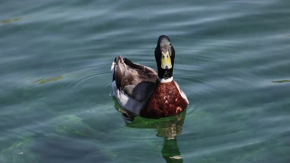 Drake Mallard duck floating on pond as it swims around
