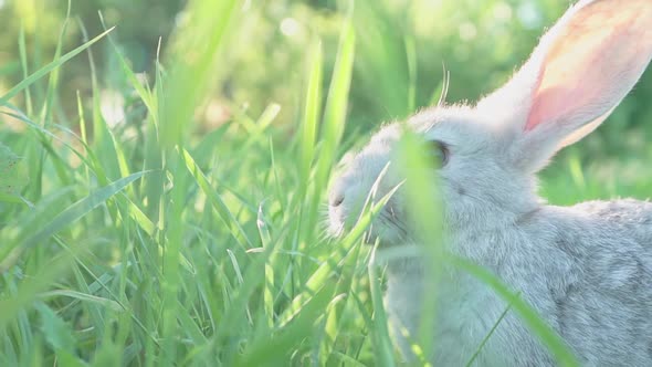 Cute Fluffy Light Gray Domestic Rabbit with Big Mustaches Ears Eats Young Juicy Green Grass Bright