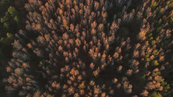 Autumn Forest. Aerial Shot, Camera Lift