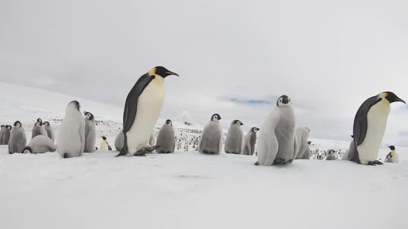 Emperor Penguins with Chiks Close Up in Antarctica