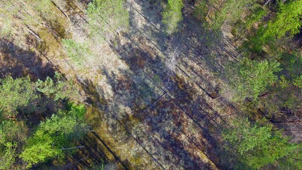 Stunning ascending drone video of a protected lichen field middle of the beautiful Finnish coniferou