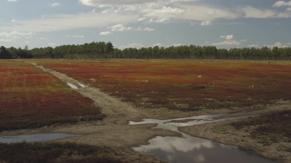 corner of field abundance of blueberry crop after harvest cinematic aerial