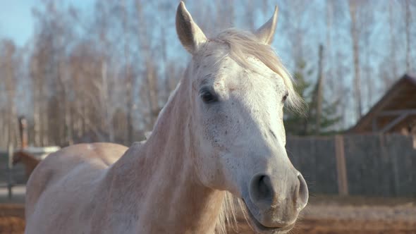 Portrait of a white mare in a spring plowed field