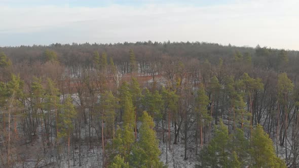 Fallen Trees In The Forest