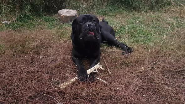 A huge black male Cane Corso lies on the grass with a gnawed stick and barks