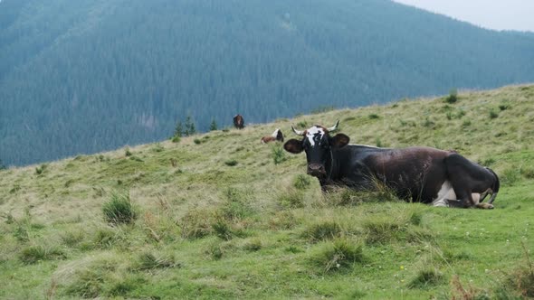 Brown Cow Grazes on a Green Mountain Meadow in the Highlands. Slow Motion