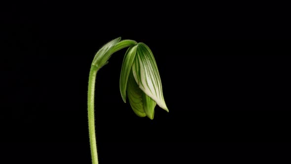 Time Lapse of an Orchid Blooming