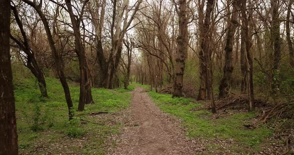 Walkway in the Early Spting Forest, Drone Point of View