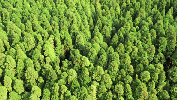 Tree Tops in Summer Time Canary's Lagoon Sao Miguel Island Azores Portugal