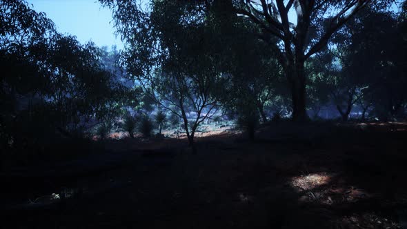 Dirt Track Through Angophora and Eucalyptus Forest