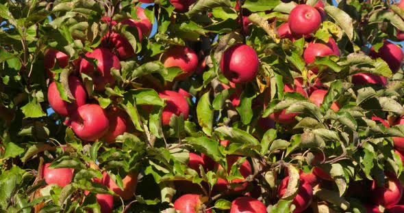 Cripps Pink. Orchard apple trees, The Occitan, France