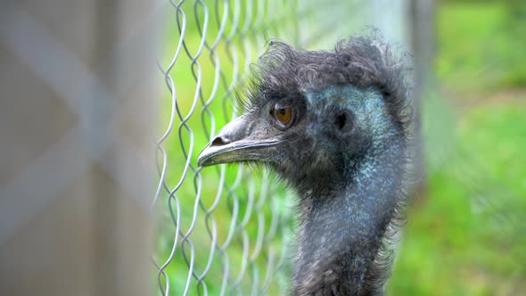 Portrait of Emu Head Looking over Fence in Farm Background