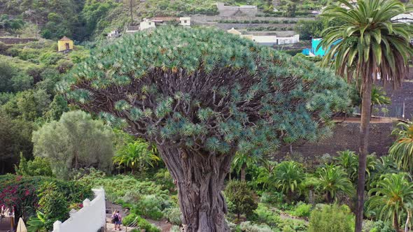 El Drago Milenario, the oldest specimen of the Dragon tree, dracaena draco, on the island of Tenerif