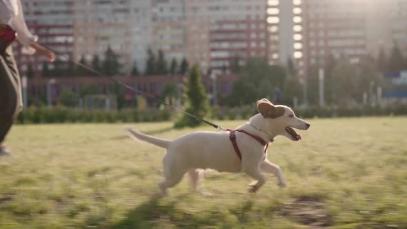 The Owner of the Animal Walks in the City Park with a Dog