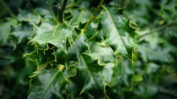 Holly Plant Closeup