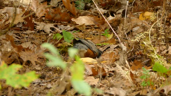 Forest floor hiding insect preys is perfect hunting ground for the smarter bird