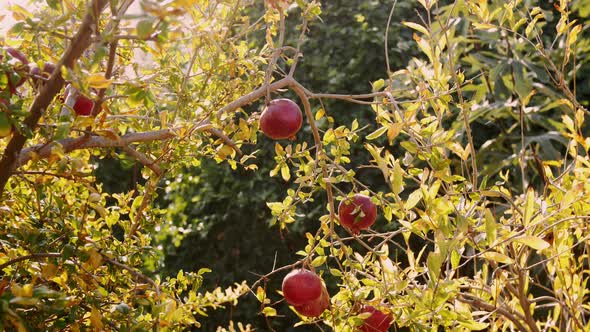 Pomegranate Fruit Tree