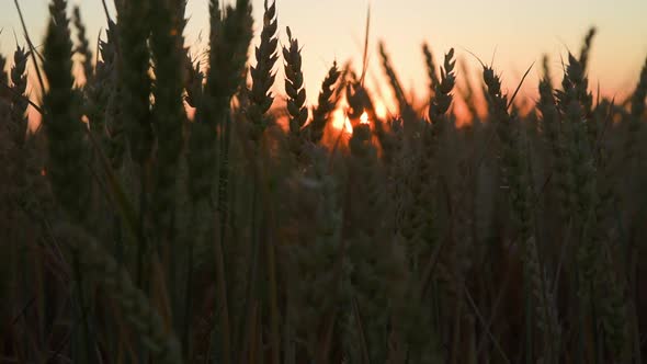 Green Field with Wheat Ear