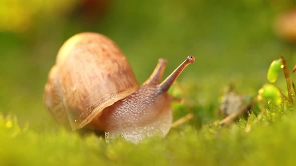 Close-up of a Snail Slowly Creeping in the Sunset Sunlight