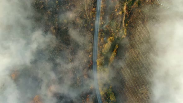 Static View Calm Autumn Forest at Sunset Disrupts the Movement of Fast Cars on the Highway