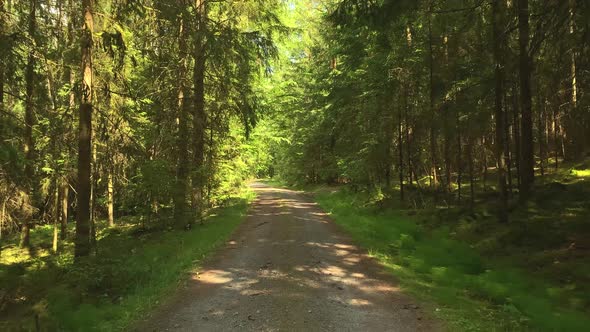 Forest Road. The path between the trees leads to the forest