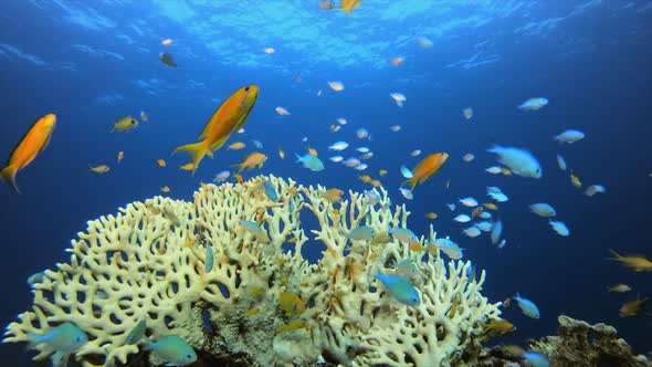 Underwater Tropical Reef Blue Green Orange Fish