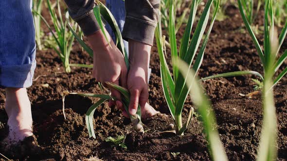 Farmer Tears Garlic Plant on the Field for Food, Walking Barefoot Dirty Legs.